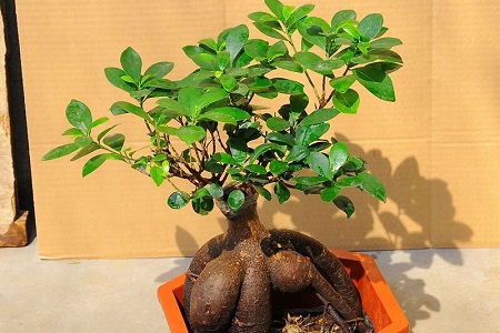 小榕树盆景怎么种植