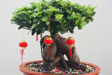 小榕树盆景怎么种植