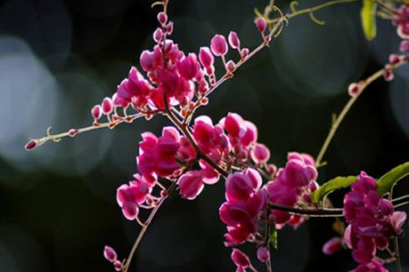 珊瑚藤的养殖方法和注意些什么