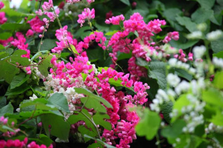 珊瑚藤的养殖方法和注意些什么