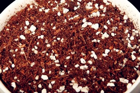 蓝雪花的养殖方法和注意些什么