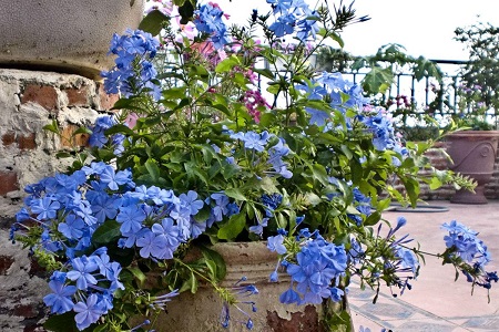 蓝雪花的养殖方法和注意些什么