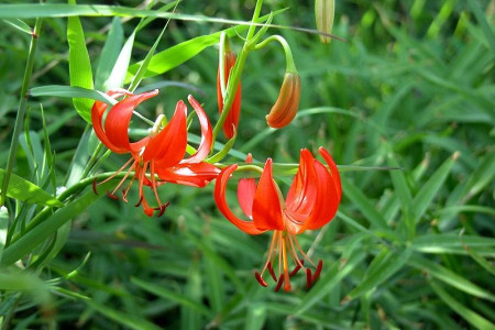 山丹丹花谢后怎么种植