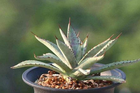 龙舌兰怎么种植家庭养法（附推介配土方法）