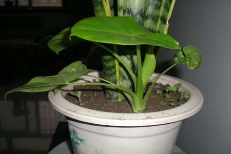 滴水观音怎么种植，经常遇见问题有哪些