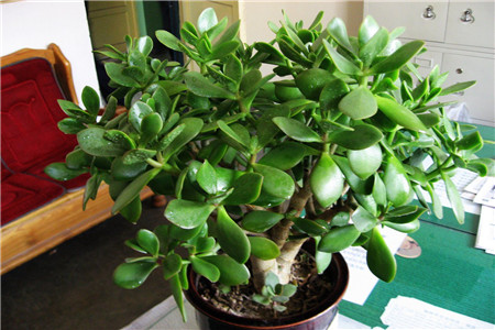 玉树怎么种植家庭养法（附浇水方法）