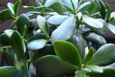 玉树怎么种植家庭养法（附浇水方法）