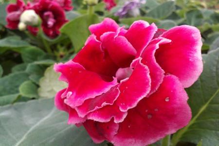 大岩桐怎么种植，要要注意什么