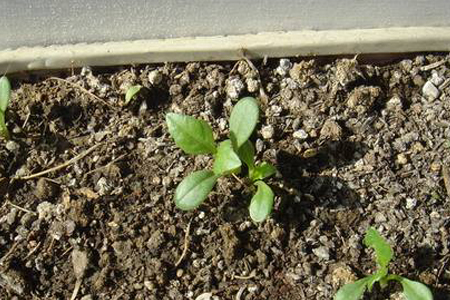 大丽花的种植告诉程