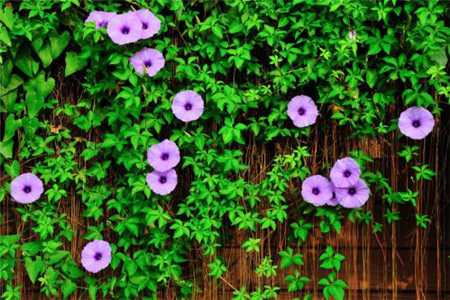 矮牵牛怎么种植，怎么繁殖