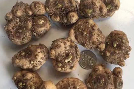 马蹄莲的种植告诉程