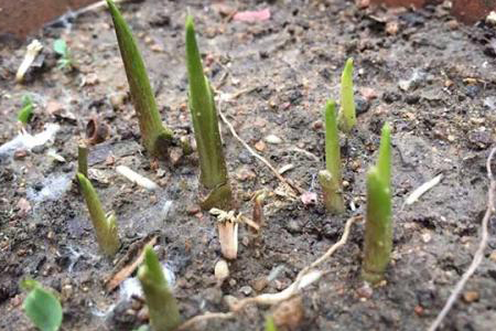 马蹄莲的种植告诉程