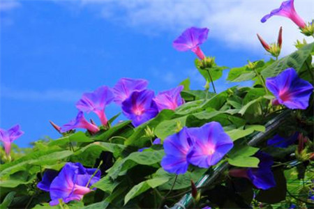 矮牵牛怎么种植，怎么繁殖