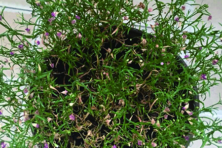 满天星怎么种植，怎么繁殖