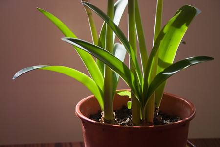 朱顶红的种植告诉程