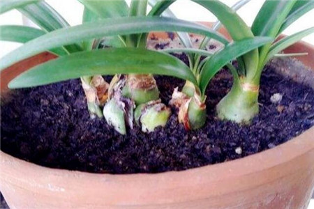 朱顶红的种植告诉程