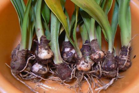 朱顶红的种植告诉程