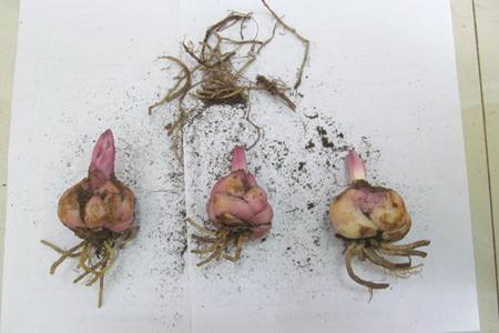 百合花的种植告诉程