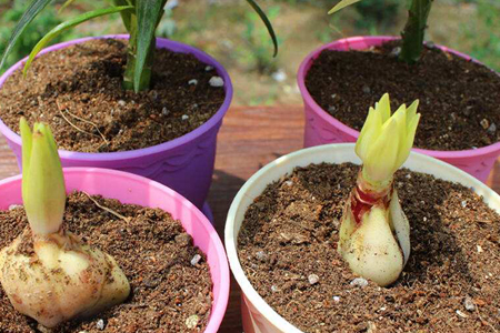 百合花的种植告诉程