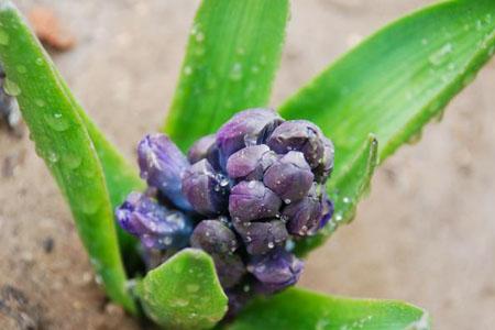 葡萄风信子的种植告诉程