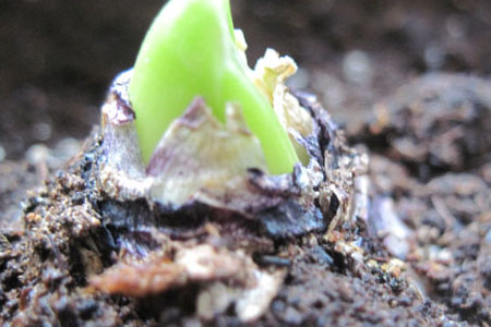 葡萄风信子的种植告诉程