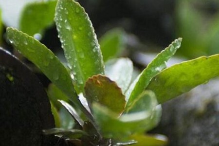 落地生根怎么种植家庭养法(附要要注意的事项)