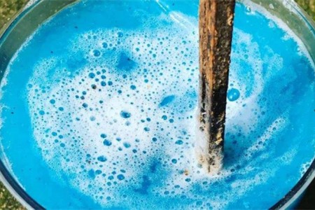 落地生根怎么种植家庭养法(附要要注意的事项)