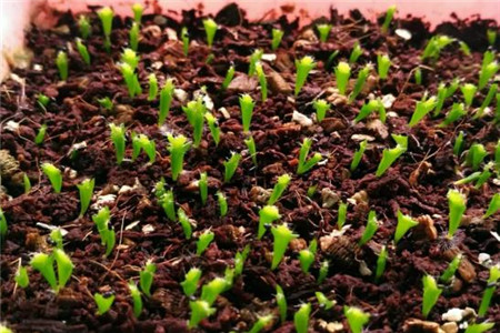 蟹爪兰的种植告诉程