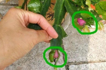 蟹爪兰的种植告诉程