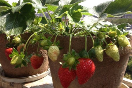草莓怎么种植家庭养法（附种植方法）
