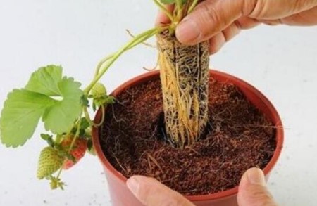 草莓怎么种植家庭养法（附种植方法）