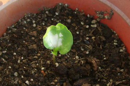 三角梅的种植告诉程