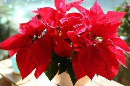 一品红怎么种植家庭养法（附施肥方法）