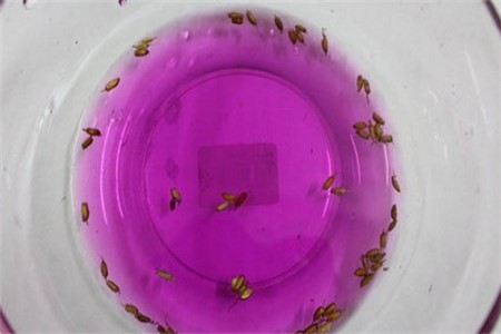 三角梅的种植告诉程