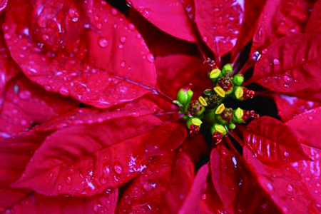 一品红怎么种植家庭养法（附施肥方法）