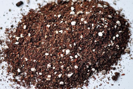 杜鹃的种植告诉程