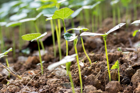 杜鹃的种植告诉程