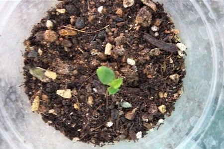 藤本月季的种植告诉程