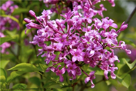 丁香怎么种植，要要注意什么