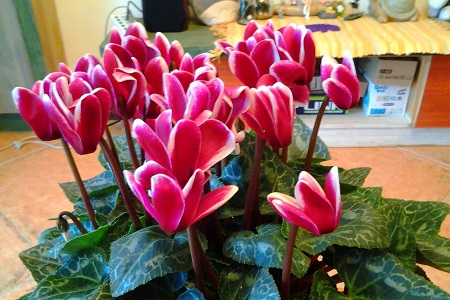 仙客来夏天怎么种植