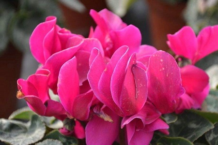 仙客来夏天怎么种植