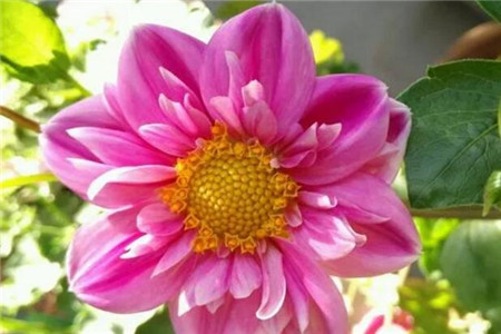 大丽花怎么种植，注意些什么是啥