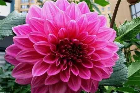 大丽花怎么种植，注意些什么是啥