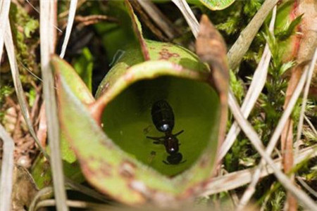 猪笼草害怕什么昆虫，为什么捕捉昆虫