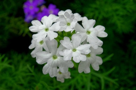 细叶美女樱的养殖方法和注意些什么