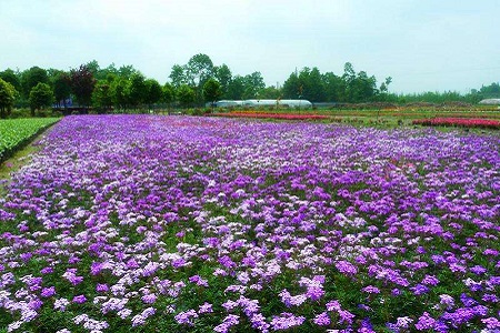 细叶美女樱的养殖方法和注意些什么