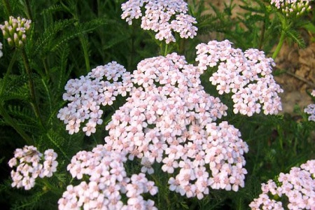 细叶美女樱的养殖方法和注意些什么