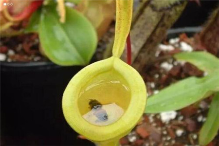 怎么样给猪笼草浇水，笼子里需要喷水吗