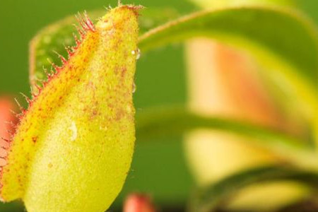 怎么样给猪笼草浇水，笼子里需要喷水吗