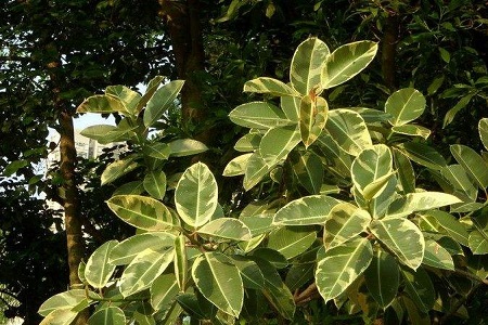 橡胶树的养殖方法和注意些什么